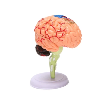 4D Monte İnsan Anatomik Modeli Beyin Modeli, Beyin Yapısı Modeli, Öğrenci Öğretim Ve Açıklama Modeli