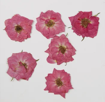 60 adet Preslenmiş Kurutulmuş Pembe Gül Çiçek Bitkiler Herbaryum Epoksi Reçine Takı Yapımı İçin İmi Durumda Yüz Makyaj Tırnak Sanat DIY