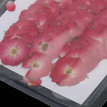 3x50 adet Preslenmiş Gül Kurutulmuş Çiçekler Sanat Zanaat Scrapbooking için telefon kılıfı Dekor