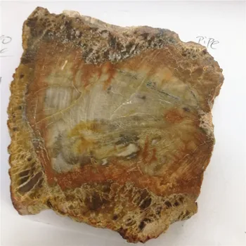 Doğal ahşap fosil taşlar numune dilimi
