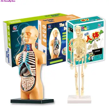 1 ADET Yüksek Kalite Anatomi Modeli Çocuklar İçin İnsan Torso Bilim Öğrenme Çıkarılabilir İnsan Vücudu Modeli