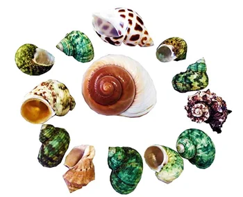 13 Adet deniz kabuğu doğal deniz kabuğu münzevi yengeç ev dekor ev dekorasyon için