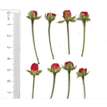 250 adet Kurutulmuş Yan Preslenmiş Gül Tomurcukları Çiçekler Bitki Herbaryum Takı Imi Kartpostal telefon kılıfı Davetiye Kartı DIY Yapımı